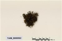 藏品(美喙苔屬)的圖片